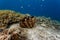 Closeup of zig zag pattern of closed mouth of giant on coral reef