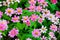 Closeup Zinnia flowers