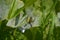 Closeup of Zipper spider in web in pumpkin patch