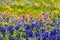 A Closeup Zoomed View of a Beautiful Field Blanketed with Wildflowers