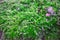 Closeups of natural green moss with blurring background, Beautiful green moss on the floor, green plants cover stones in natural w