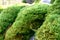 Closeups of natural green moss with blurring background, Beautiful green moss on the floor, green plants cover stones in natural w