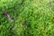 Closeups of natural green moss with blurring background, Beautiful green moss on the floor, green plants cover stones in natural w