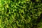 Closeups of natural green moss with blurring background, Beautiful green moss on the floor, green plants cover stones in natural w