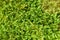 Closeups of natural green moss with blurring background, Beautiful green moss on the floor, green plants cover stones in natural w