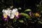 Closeupshot of beautiful Dendrobium orchids growing in a garden