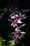 Closeupshot of beautiful Dendrobium orchids growing in a garden