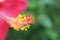 Closeupâ€‹ hibiscus flower pollen.â€‹ Macro shot of a beautiful and vibrant hibiscus flower. Red hibiscus flower on a green backgr