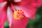 Closeupâ€‹ hibiscus flower pollen.â€‹ Macro shot of a beautiful and vibrant hibiscus flower. Red hibiscus flower on a green backgr