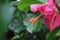 Closeupâ€‹ Hibiscus flower pollenâ€‹ onâ€‹ greenâ€‹ blurâ€‹ background.â€‹Macro shot of a beautiful and vibrant hibiscus flower.