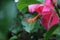 Closeupâ€‹ Hibiscus flower pollenâ€‹ onâ€‹ greenâ€‹ blurâ€‹ background.â€‹Macro shot of a beautiful and vibrant hibiscus flower.