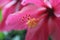 Closeupâ€‹ Hibiscus flower pollenâ€‹ onâ€‹ greenâ€‹ blurâ€‹ background.â€‹Macro shot of a beautiful and vibrant hibiscus flower.