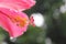 Closeupâ€‹ Hibiscus flower pollenâ€‹ onâ€‹ greenâ€‹ blurâ€‹ background.â€‹Macro shot of a beautiful and vibrant hibiscus flower.