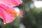 Closeupâ€‹ Hibiscus flower pollenâ€‹ onâ€‹ greenâ€‹ blurâ€‹ background.â€‹Macro shot of a beautiful and vibrant hibiscus flower.