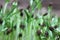 Closeupâ€‹ morning gloryâ€‹ sprouts, microgreen sprouts.â€‹