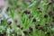 Closeupâ€‹ morning gloryâ€‹ sprouts, microgreen sprouts.â€‹