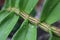 Closeupâ€‹ orchid flower branchesâ€‹ itâ€‹ wetâ€‹ fromâ€‹ rain background.