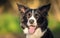 Closeut photo of a border collie dog head