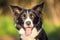 Closeut photo of a border collie dog head