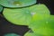 Closeâ€‹ upâ€‹ dropletâ€‹ onâ€‹ lotusâ€‹ leaf.Water dropâ€‹ onâ€‹ green waterâ€‹ plantâ€‹ atâ€‹ theâ€‹ outdoorâ€‹ pond.