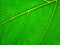 Closeâ€‹upâ€‹ Green leaves background. Leaf texture