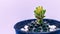 Closing the petals of a cactus flower white background