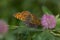 Clossiana euphrosyne, a common butterfly in Italy and other areas of a beautiful orange color