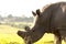 Clost up of Rhino - The Rhinoceros - Rhinocerotidae