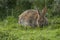 Closuep shot of a cute rabbit sitting on the green grass