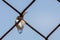 Closuep shot of a snail hanging on a rusted fence against a blue sky