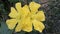 Closuep shot of two bautiful yellow hibiscus flowers