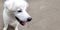 Closup of cute white puppy dog portrait, Portrait of Maremma Sheepdog, Shepherd dog Maremmano Abruzzese