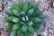 Closup Green succulent plants in the gardens - Top view nature texture background - Houseplants garden vibes concept , Floral back