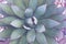 Closup Green succulent plants in the gardens - Top view nature texture background - Houseplants garden vibes concept , Floral back