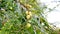 Closup of Indian Gooseberries or Amla fruit on tree with green leaf