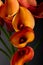 Closup of Orange Calla lilies over black