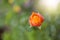 Closup orange rose flower over blurred nature background