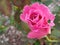 Closup, Pink roses bloom on the tree in the garden blurred green leaf background, The beauty of natural flowers, Floral summer