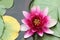 ClosUp Pink water lily Single flower