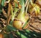 Closup of ripe yellow brown common bulb onions plants allium cepa in agricultural field, dry soil - Germany