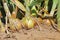 Closup of ripe yellow brown common bulb onions plants allium cepa in agricultural field, dry soil - Germany