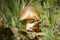 Closup shot of the orange-brown ringless amanita fungus in the woods