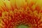 Closup shot of an orange gerbera flower in a garden