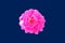 Closup, Single pure magenta roses blossom blooming isolated on blue background for stock photo or advertising product, beauttiful