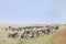 Closure look of the zebras grazing at Masai Mara National Park, Kenya