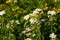 Cloth of Gold flower (Lantana camara)