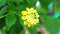 Cloth of gold yellow flower blooming in garden and green leaves background