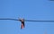 Clothes pegs clothespins on a metal wire against vivid clear blue sky