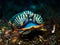 Clothes of sand. Nudibranch. Armina semperi