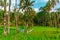 A clothesline among rice crops in Tegallalang Rice Terraces in Ubud, Bali, Indonesia